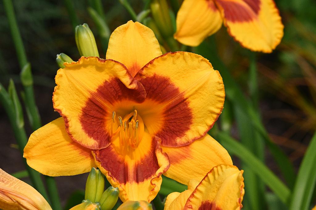 2025-07119513 Tower Hill Botanic Garden, MA.JPG - Daylily. New England Botanic Garden at Tower Hill, MA, 7-11-2025